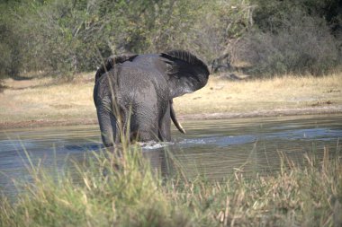 Afrika fili, Loxodonta Africana, Kruger Ulusal Parkı, Güney Afrika 'da içme suyu; Loxodonafricana Africana Ailesi