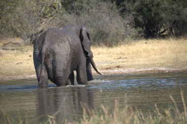 Parkta suda yürüyen dişi bir filin yakın plan fotoğrafı.