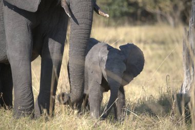Afrika fili, Loxodonta Africana, Büyük hortumlu genç dişi fil, Kruger Ulusal Parkı, Güney Afrika
