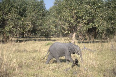Savanada yürüyen bir fil