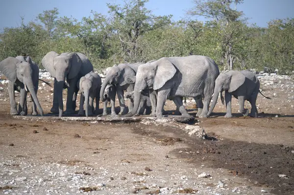 Kruger Ulusal Parkı 'ndaki Afrika fil ailesi.