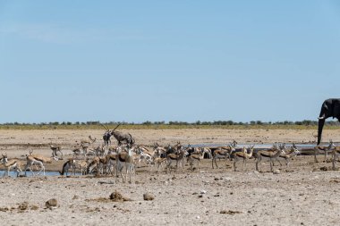 Etoşa namibya 'da bir grup zebra.