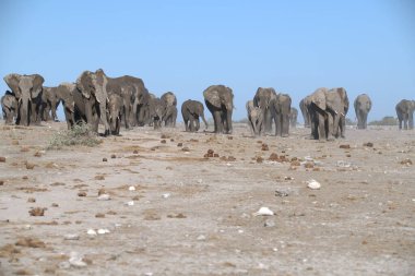 Namibya 'da yürüyen bir grup fil.