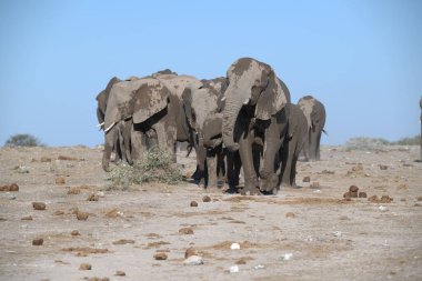 Kumda yürüyen bir fil.