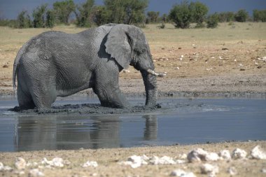 Su birikintisinde su içen bir Afrika filinin yakın plan fotoğrafı.