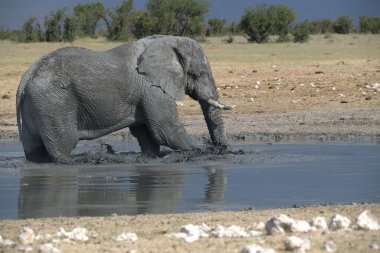 Etoşa Ulusal Parkı, Namibya 'da fil içme suyu