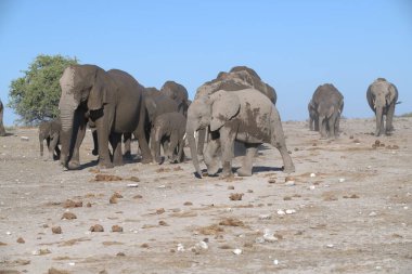 Namibya Afrika Filleri