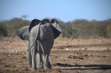 Afrika fili, loxodonta africana