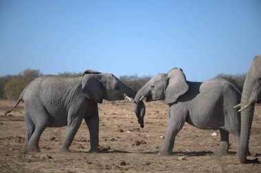 Afrika savanındaki fil.