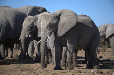 Kenya savanındaki fil