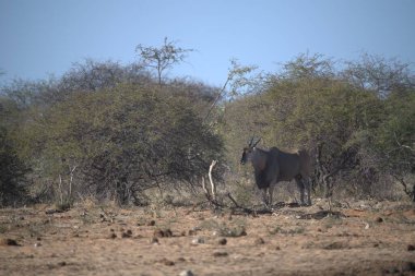 Afrika bozkırlarında vahşi bir hayvan sürüsü.
