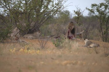 Büyük beyaz kuyruklu sırtlan. Yavrusuyla birlikte savananın ortasında.