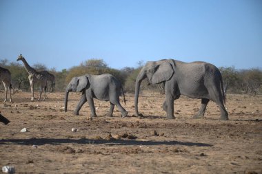 Afrika bozkırlarında fil ve fil sürüsü.
