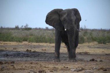 Büyük bir fil çalılığın ortasında duruyor.