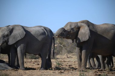 Afrika fili (Loxodonta africana )