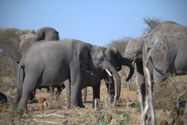 Afrika 'nın vahşi filleri