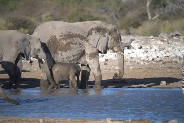 Su birikintisinde fil içme suyu, Etoşa Ulusal Parkı, Namibya Afrika