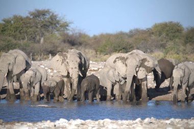 Afrika fili (Loxota africana) bir nehrin su birikintisinde yürüyor. Etoşa Ulusal Parkı, Namibya. Afrika