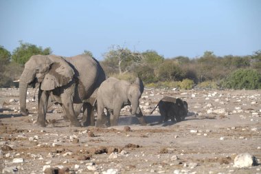Savanda yürüyen filli bir fil.