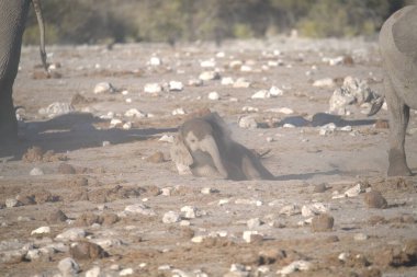 Hayvanat bahçesindeki fil