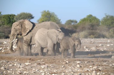 Namibya savanındaki filler, Afrika