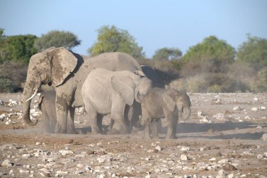 Afrika savanasındaki Afrika filleri