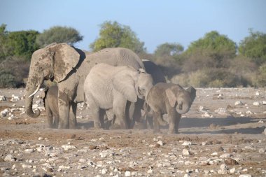 Filler etkin Milli Parkı, Namibia