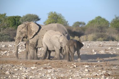 Kenya savanındaki filler