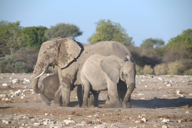 Afrika fili, xolodonana afrikanası, çamurda yürüyor.