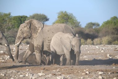 Afrika fili (Loxodonta africana), Güney Afrika 'da yürüyor.