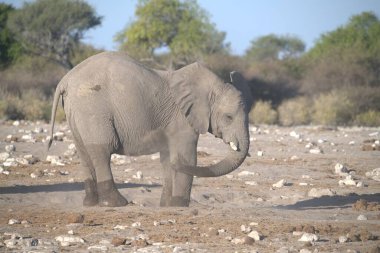 Afrika fili (loxodonta ta africana) namibya 'nın doğal yaşam alanındadır..