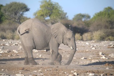 Etoşa Ulusal Parkı 'ndaki Afrika fili Namibya, Afrika