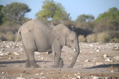 Afrika çalı fili (Loxodonta africana )
