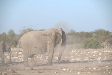 Afrika savanındaki fil.