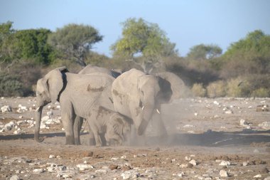 Etoşa Ulusal Parkı 'ndaki filler, Namibya