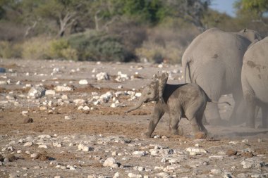 Namibya savanındaki fil