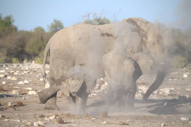 Afrika vahşi hayvanları Etoşa Ulusal Parkı 'ndaki filde.