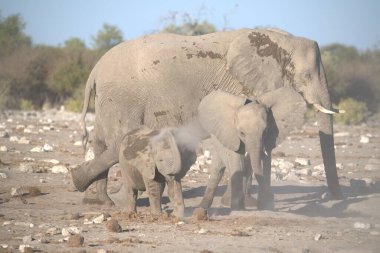 Çölde yürüyen bir grup fil.