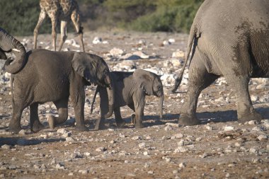 Afrika filleri Namibya, Güney Afrika 'da doğal yaşam ortamında