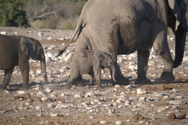 Afrika savanasındaki filler