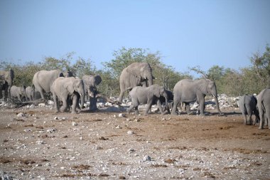 Afrika çalı fili, xodonta africana, yetişkin erkek fil Chobe Ulusal Parkı, Botswana 'da su içiyor..