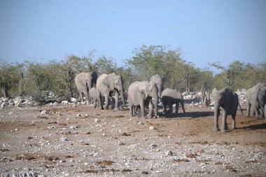 Savanada yürüyen filler
