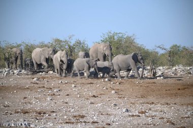 Kenya 'nın Afrika ulusal parkında yürüyen bir fil.