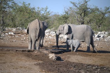 Kuru bir delikte yürüyen filler.