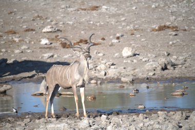 Bir Afrikalı sürüsü - Kenya savanasındaki en şaşılacak şey