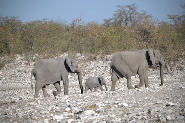 Kruger Ulusal Parkı 'ndaki Afrikalı fil ailesi.