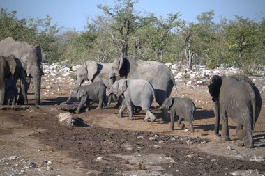 Afrika fili, Loxolota Africana Parkta