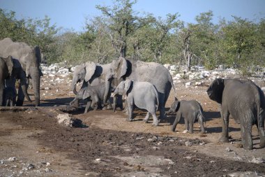 Vahşi doğadaki fil ailesi