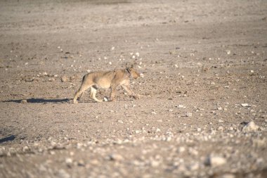 Çöldeki vahşi kedi