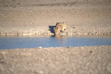 Hayvanat bahçesindeki vahşi hayvanlar